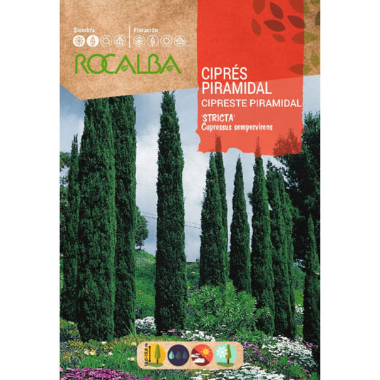 Sementes de cipreste piramidal Cipreste sempervire