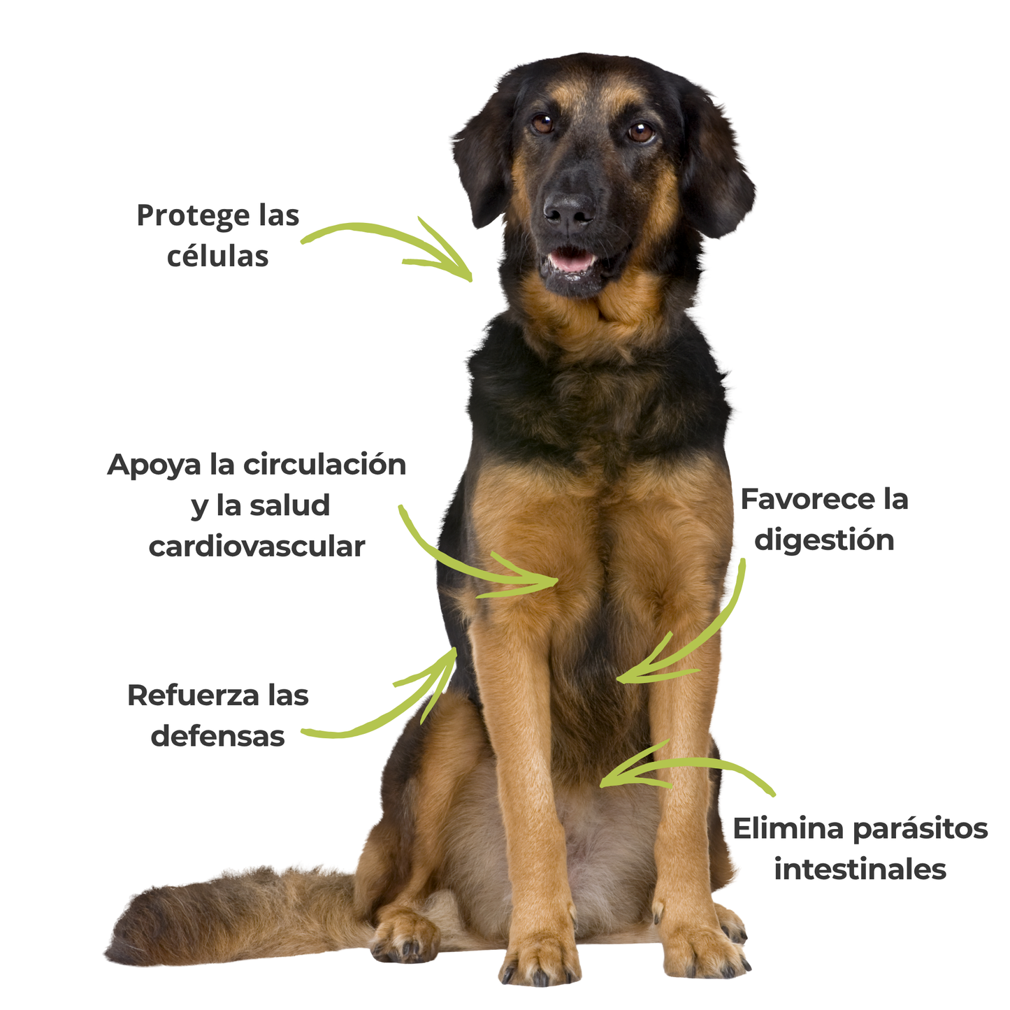 Suplemento natural para perros y gatos - Ajo ecológico - 100g_3