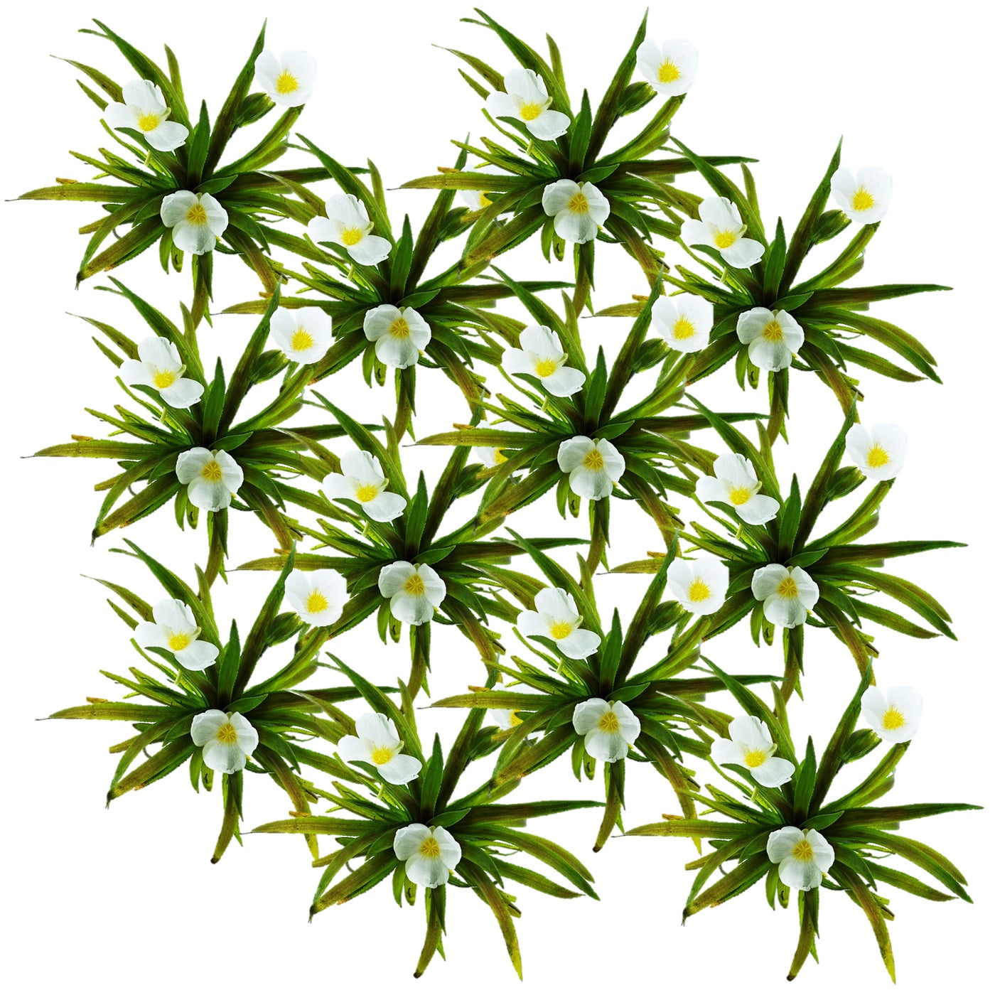 Estratiote - Stratiotes Aloides - 12 Plantas_0