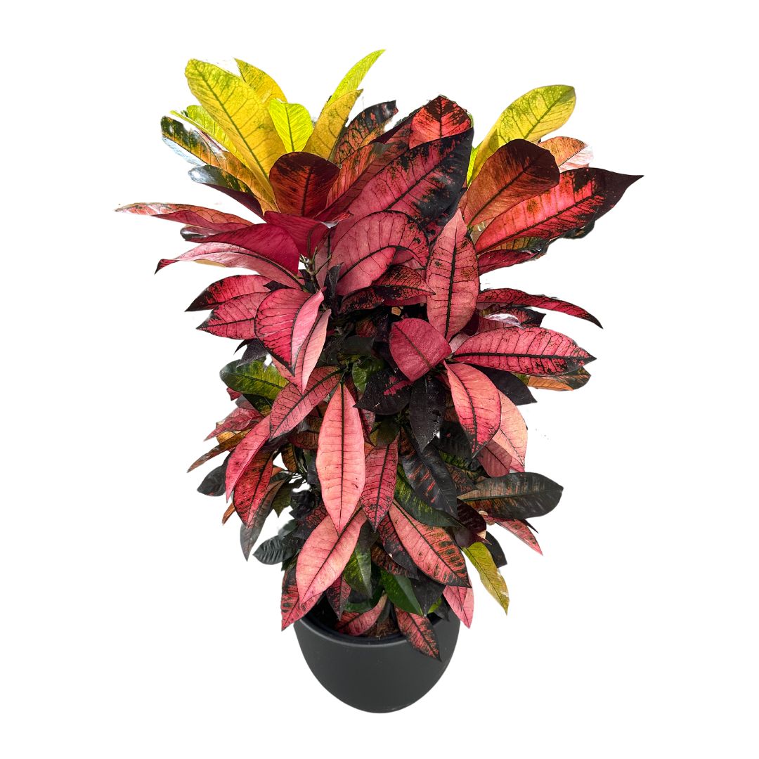 Croton Iceton Branch Mix Para Decoración De Interior Natural Y Diferente Maceta 30cm 60cm Tronco_0