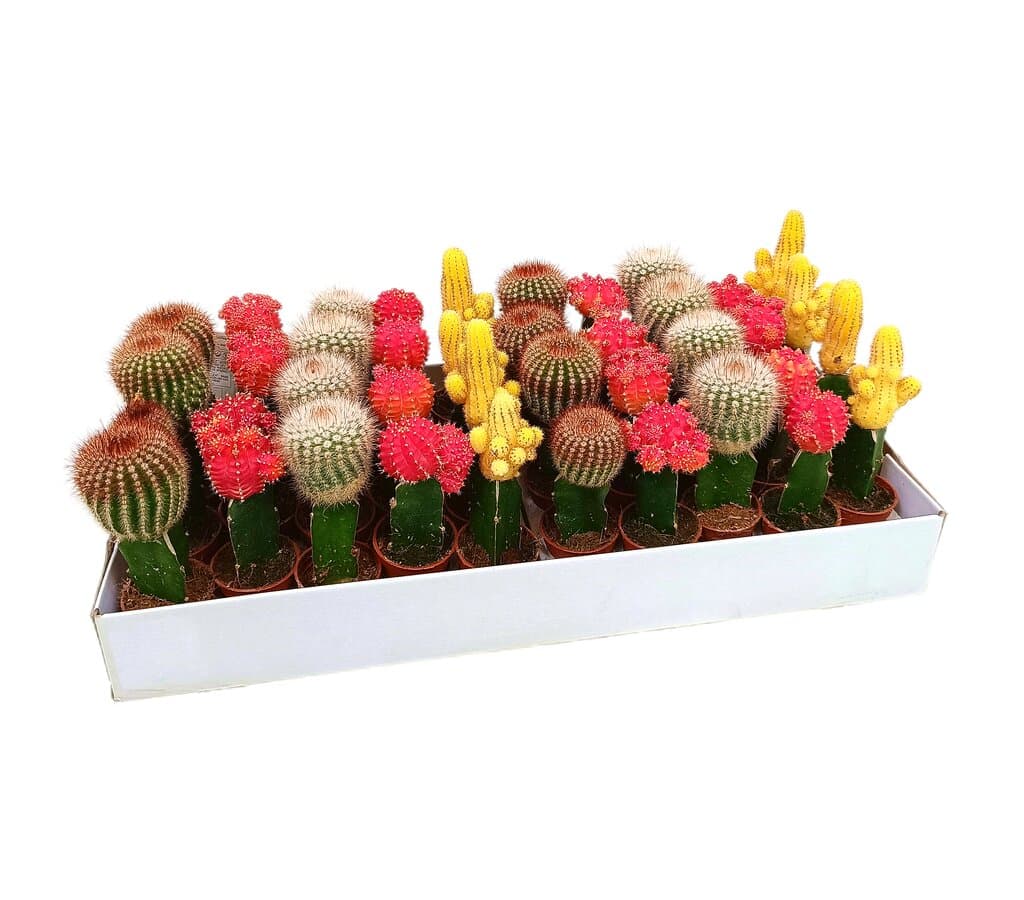 Gymnocalycium Variado M5 (unidad)_0