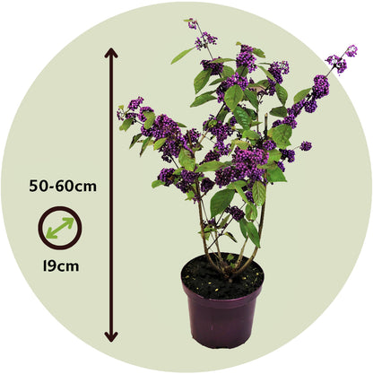 Calicarpa Malva - Callicarpa Bodinieri 'profusion' - Altura 50-60cm - ⌀19cm_2