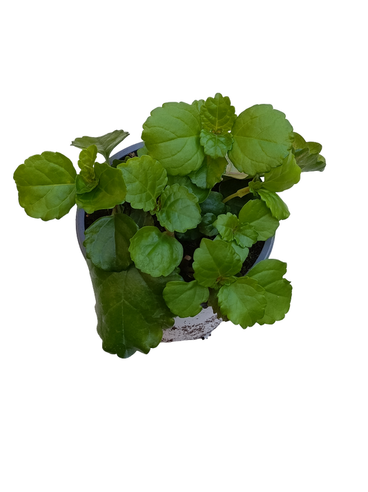 Planta Del Dinero Plectranthus Ø10 Para Interior_0