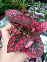 Hypoestes Vermelho Planta De Terrário Interior Ø8 Cm