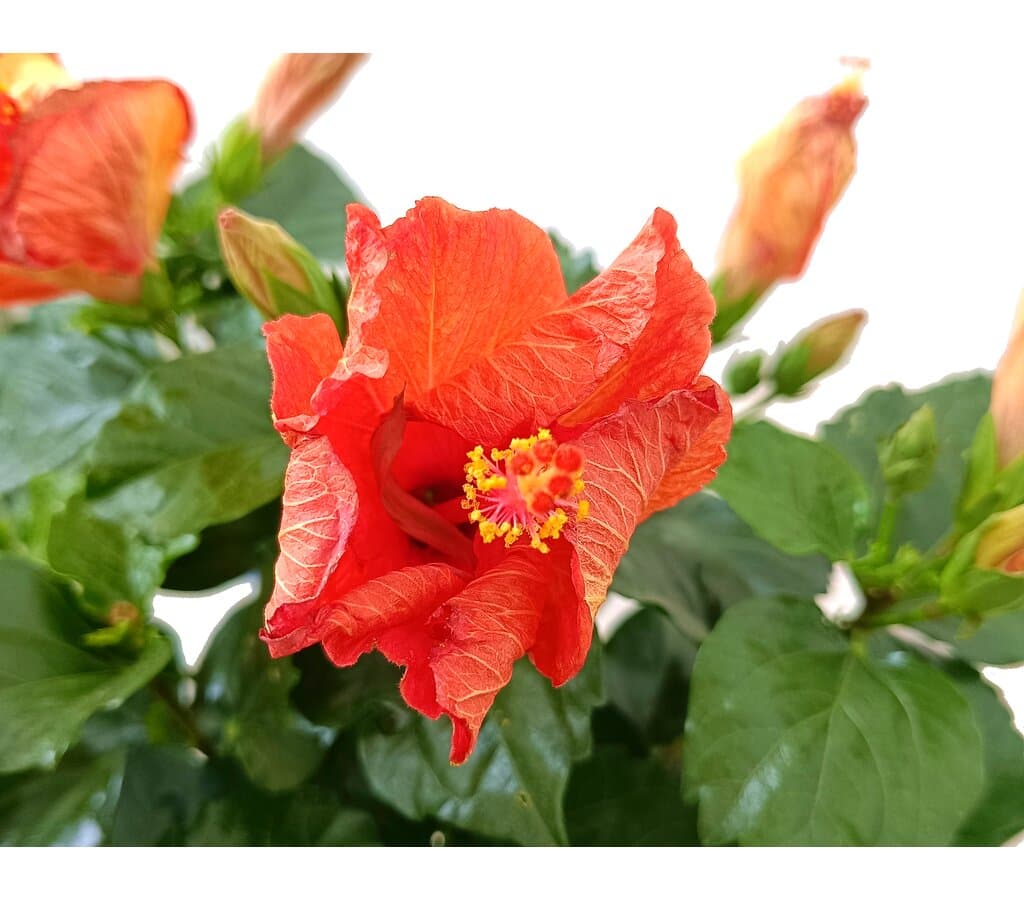 Hibiscus Rosa Sinensis Copa M21 100cm_1
