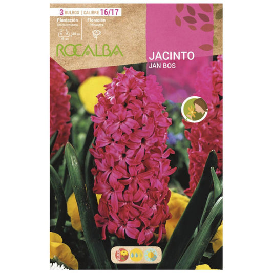 Bolbo de jacinto vermelho Jan Bos 3 peças Rocalba