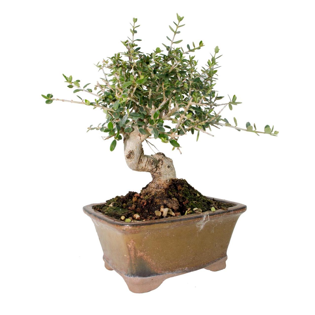 Bonsai Olea europaea 8 anos - OLIVEIRA