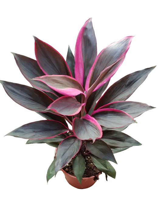 Cordeline Negro Variegata Planta De Interior Ø12 40 Cms_0