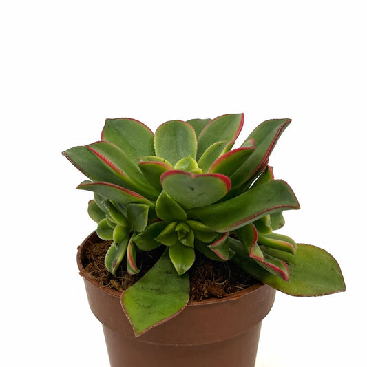 Aeonium haworthii kiwi Cactus Y Suculentas M8,5 cm Ø_0
