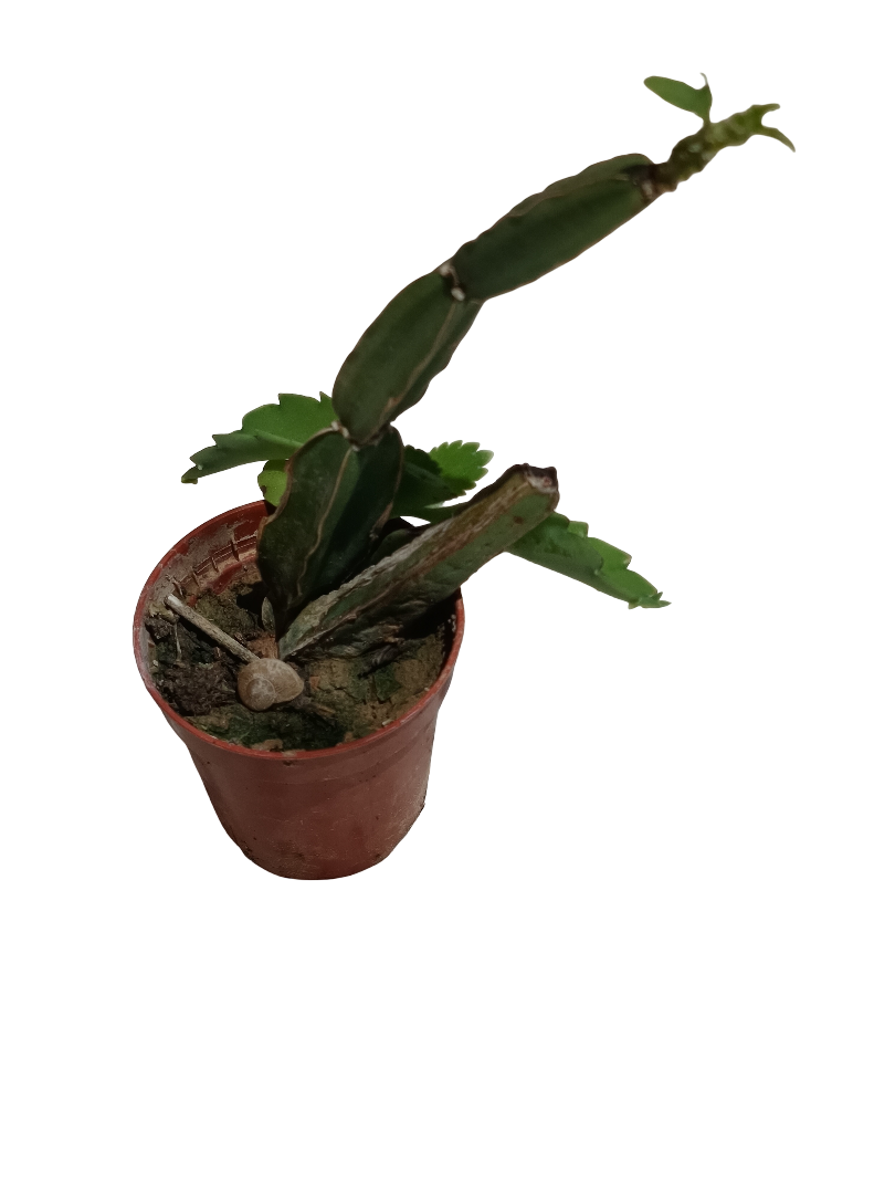 Cissus Quadrangularis Planta Suculenta Colgante Ø5 Cm_0