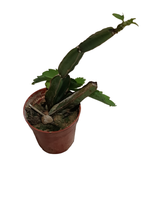 Cissus Quadrangularis Planta Suculenta Colgante Ø5 Cm_0