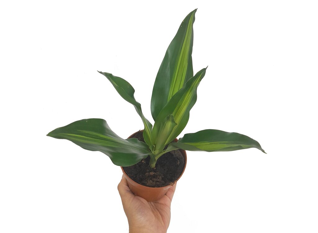Dracena Fragans Cintho M12_0