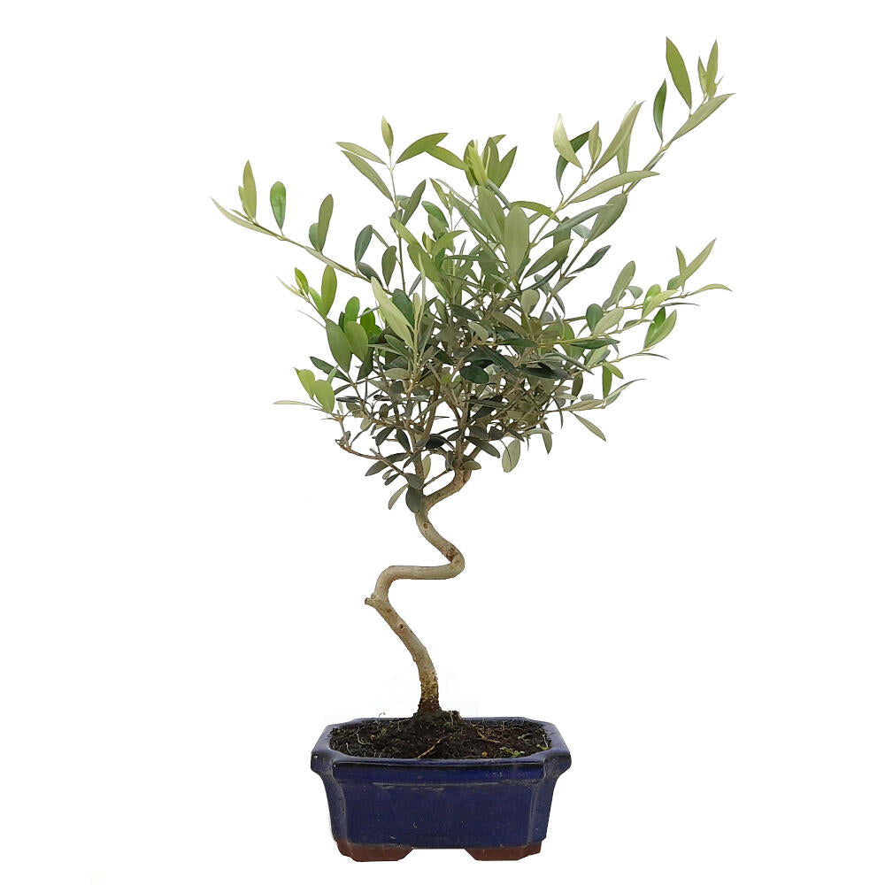 Bonsai Olivo 7 Años Calibre -1 (olea Europea)_0