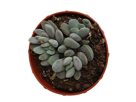 Crassula Tecta Planta Suculenta Ø8_0