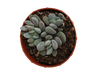 Planta suculenta Crassula Tecta Ø8