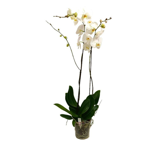 Orquídea Phalaenopsis Bo King Blanco M17 120cm_0
