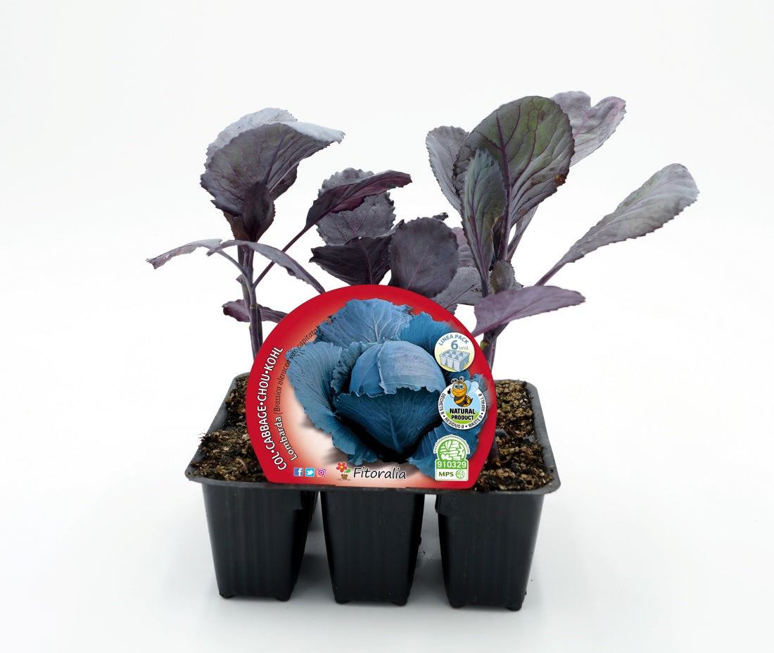 Pack Plantones Col Lombarda 6 Ud. Natural - Fitoralia_0