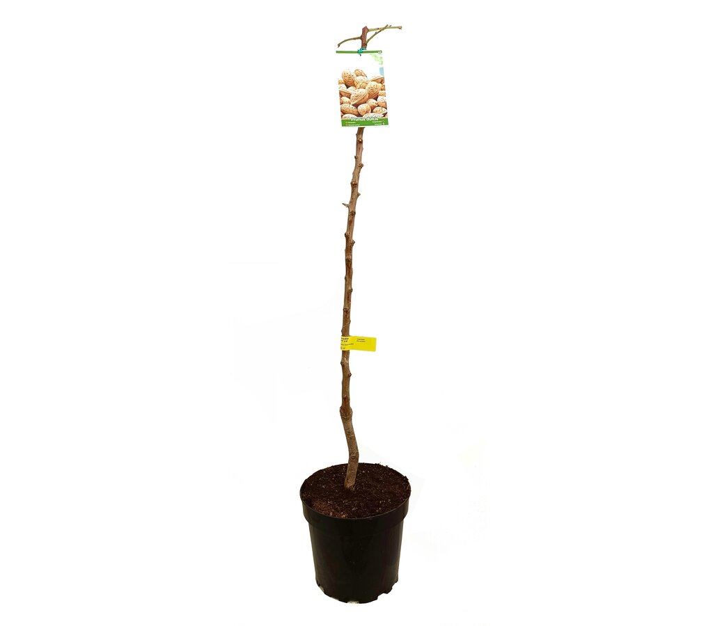 Almendro Desmayo M25 120-150cm_0