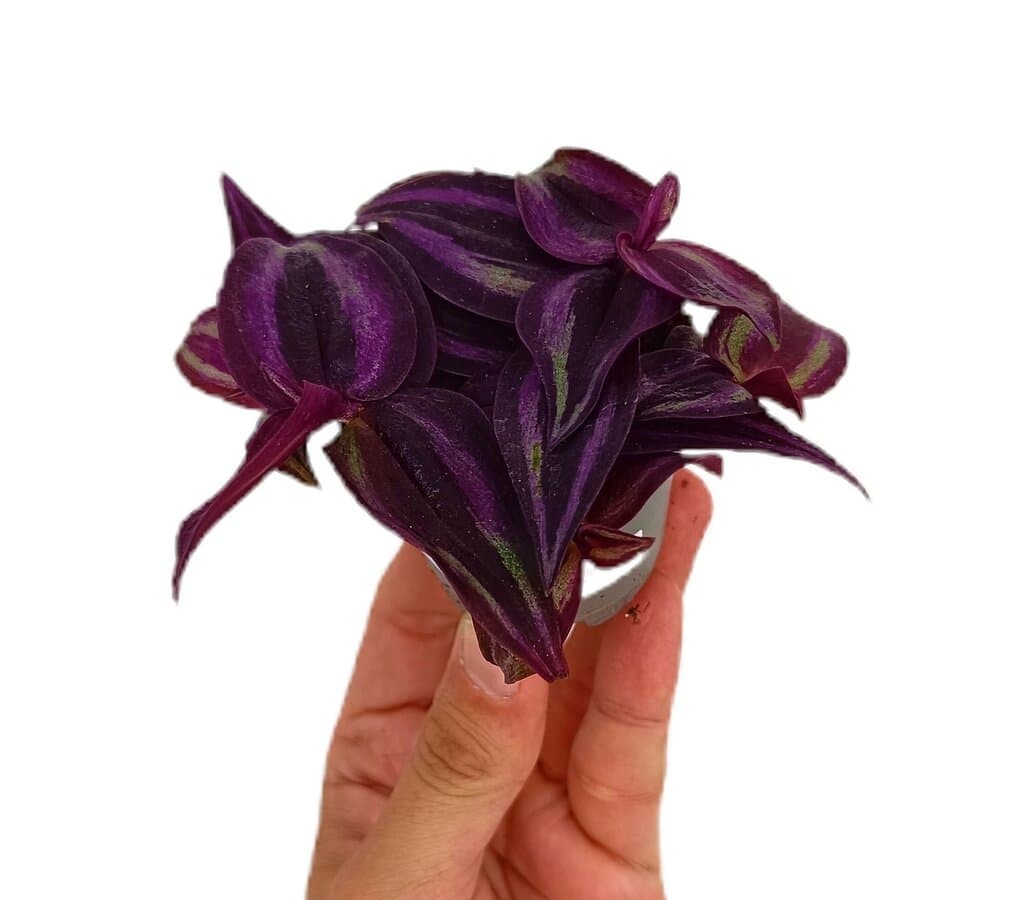 Tradescantia Purple Joy New M6_0