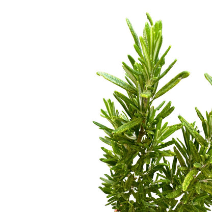 Romero Alto Planta Aromática Y Medicinal (rosmarinus Officinalis) Maceta 17cm_1