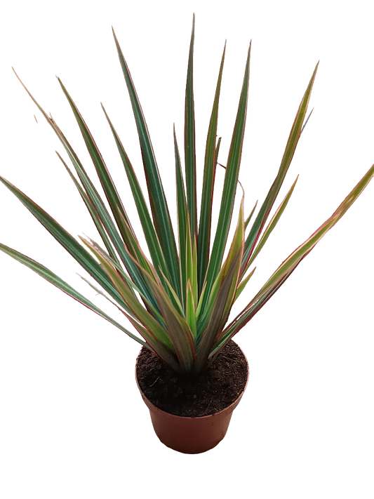 Dracaena Marginata Bicolor Variegata Planta De Interior Purificante Ø9_0