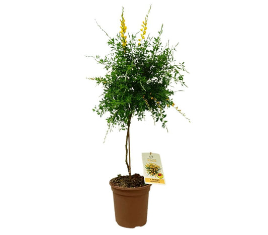 Cytisus Maderensis Copa M20 70-80cm_0