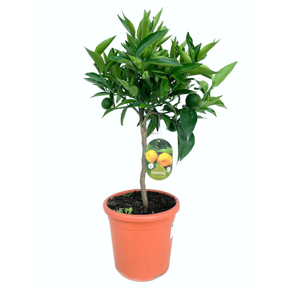 Mandarino Clementina Clemenules M21 90cm_0