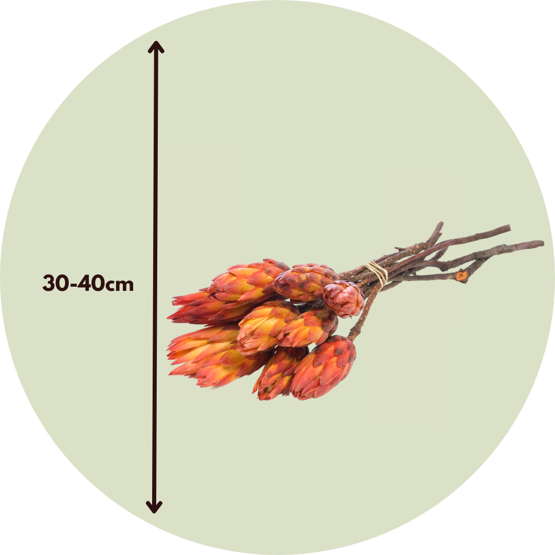 Flores Secas - 5 Pzs - Ramo 'protea Pendula Red'_2