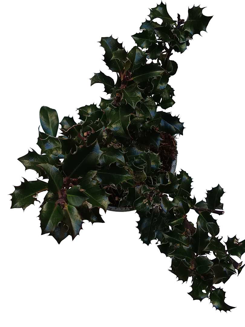 Acebo Blue Angel Planta Natural Ø9_0