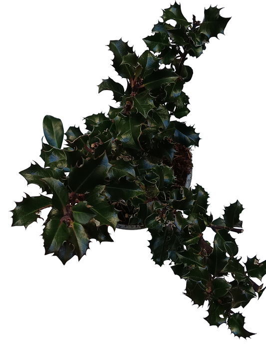 Acebo Blue Angel Planta Natural Ø9_0