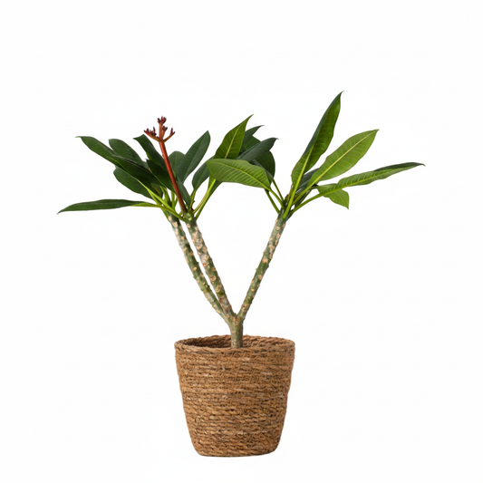Frangipani - Plumeria Rubra 'blanco' - Incluye Cesta - Altura 55-70cm - ⌀17cm_0