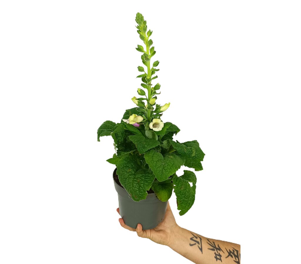 Digitalis M17 60cm_0