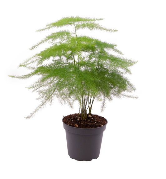 Mini Planta Aspargarus Setaceus Para Interior Ø6_0
