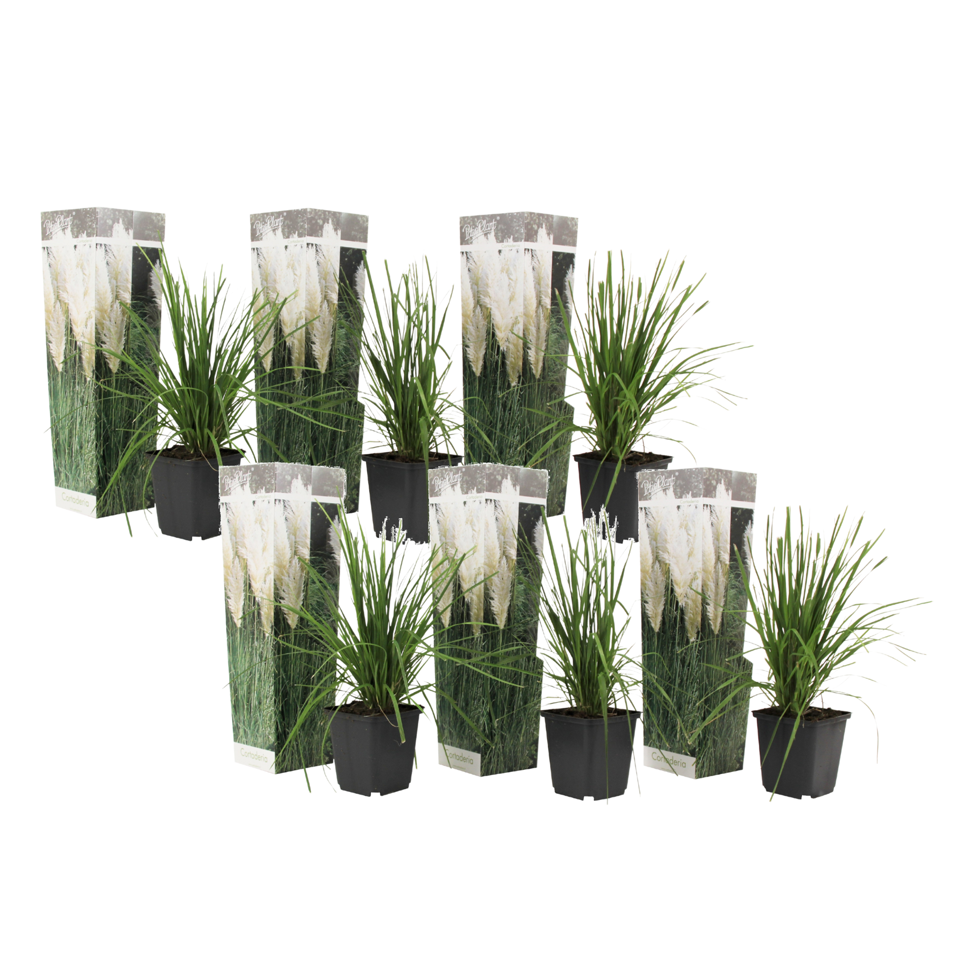 Hierba Da Las Pampas - 6 Pzs - Cortaderia Selloana - Altura 25-40cm - ⌀9cm_0