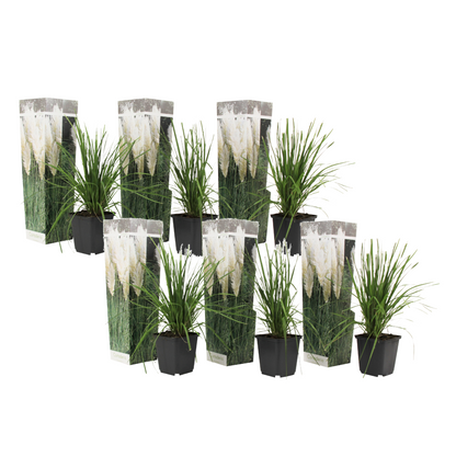 Hierba Da Las Pampas - 6 Pzs - Cortaderia Selloana - Altura 25-40cm - ⌀9cm_0