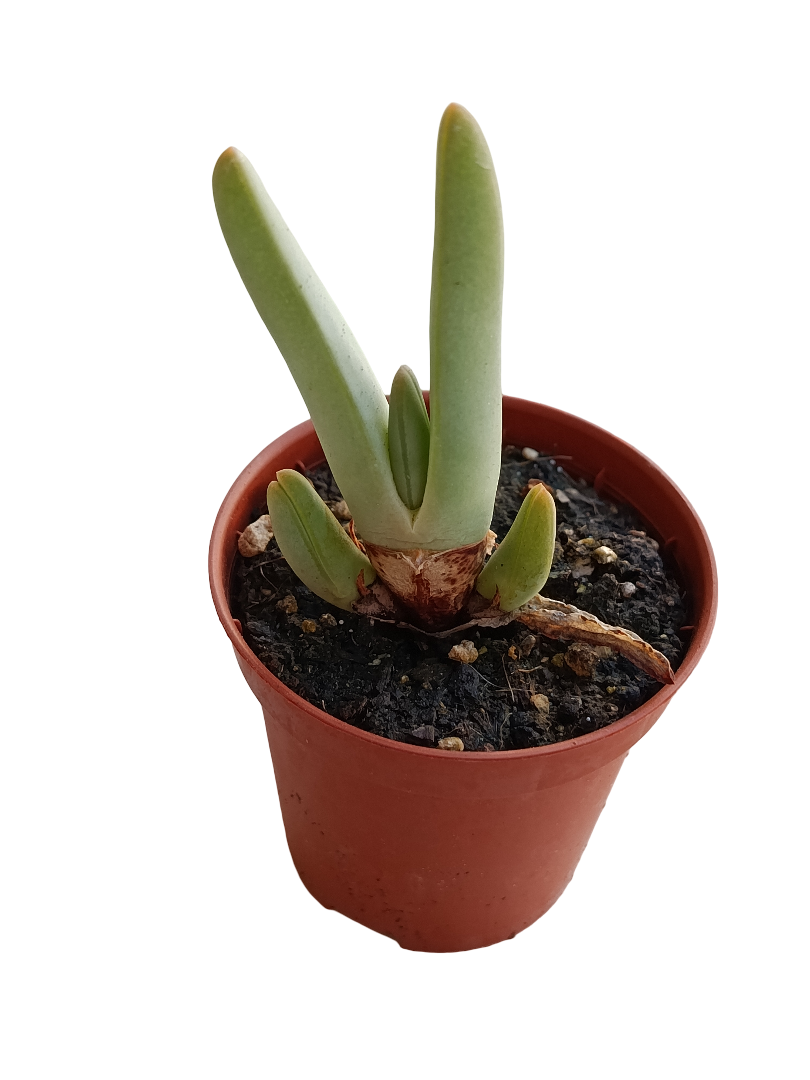 Cheiridopsis Denticulata Planta Suculenta Ø5 Muy Curiosa_0