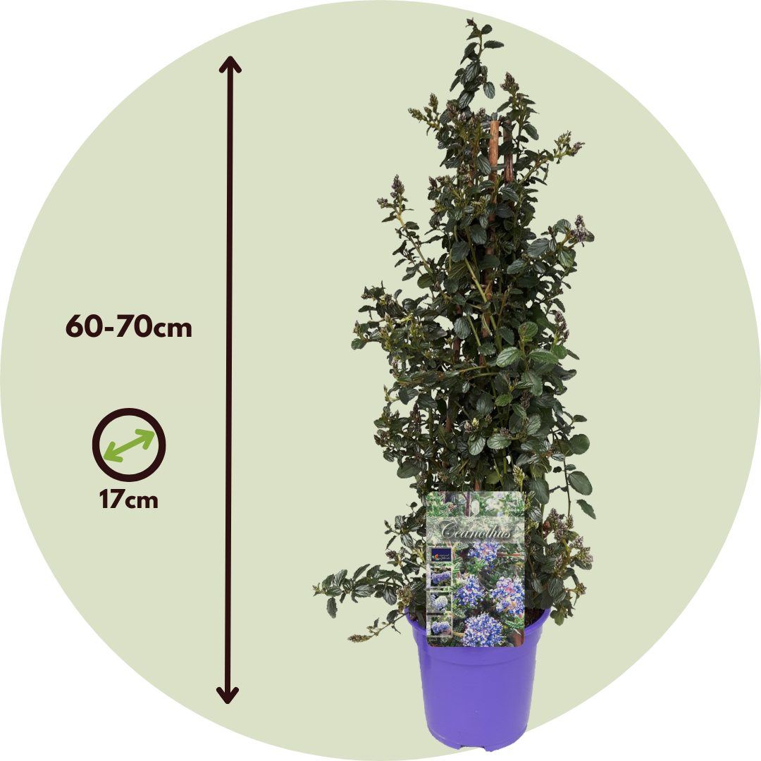 Lila De California - Ceanothus Thyrsiflorus Repens - Altura 60-70cm - ⌀17cm_2