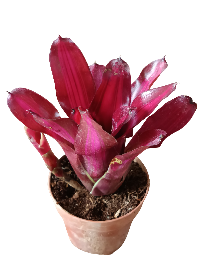 Neoregelia Iris Planta Bromelia De Interior Espectacular_0