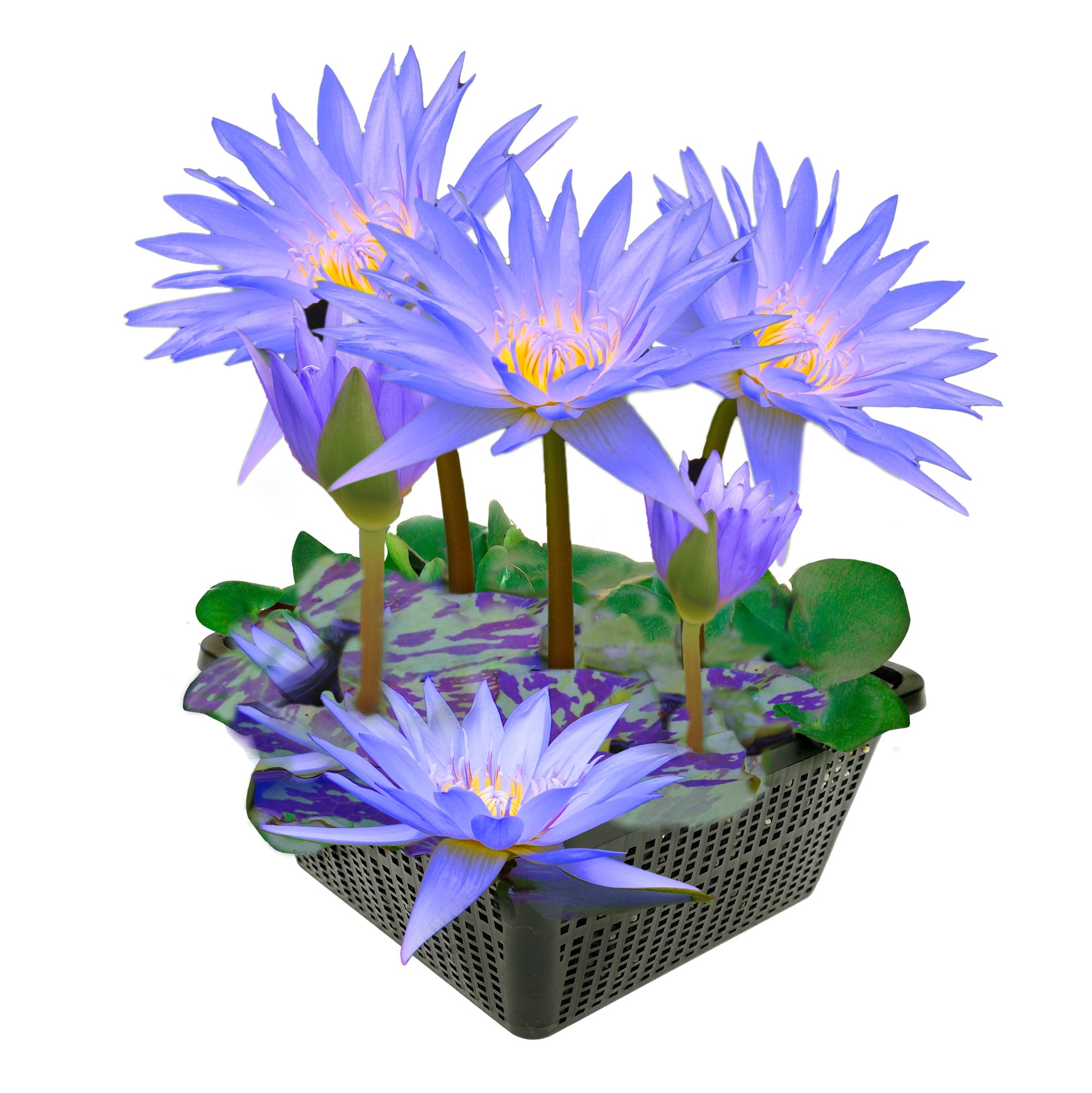 Nenúfar Azul Estanque - Floración - Resistente - Cesta Incluida - 6 Uds_0