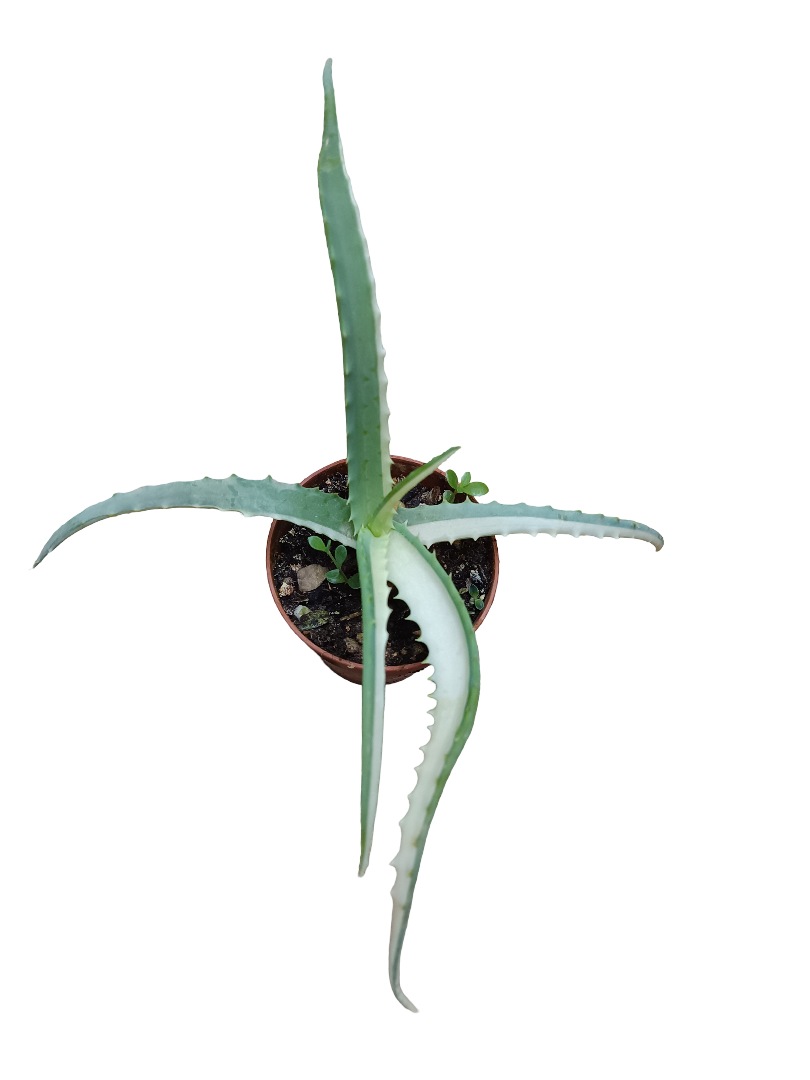 Aloe Arborescens Variegata Planta Suculenta Ø8_0