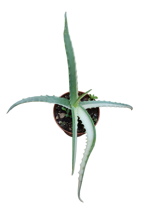 Aloe Arborescens Variegata Planta Suculenta Ø8_0