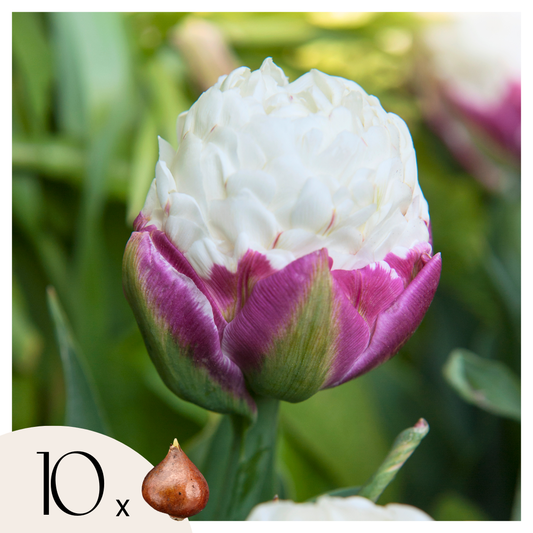 Bulbos De Tulipán - 10 Pzs - Tulipa 'ice Cream' - Bulbos De Flores - Púrpura_0