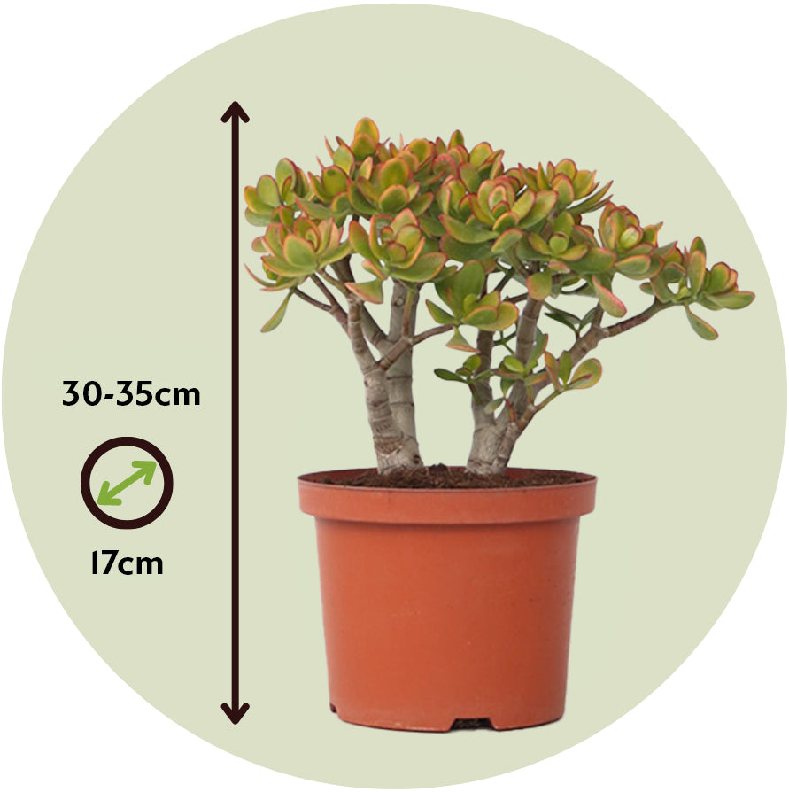 Árbol De Jade - Crassula Ovata 'sunset' - Altura 30-35cm - ⌀17cm_2