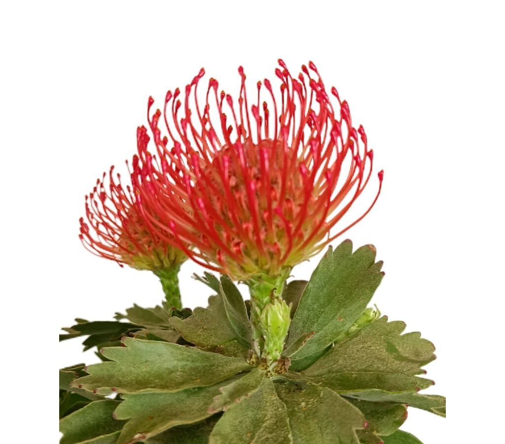 Leucospermum M17 (protea)_2