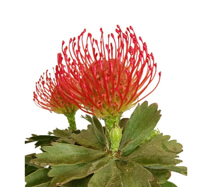 Leucospermum M17 (protea)_2