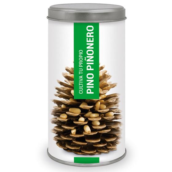 Cultive o seu próprio pinheiro-manso