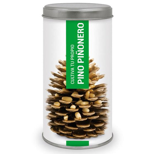 Cultive o seu próprio pinheiro-manso