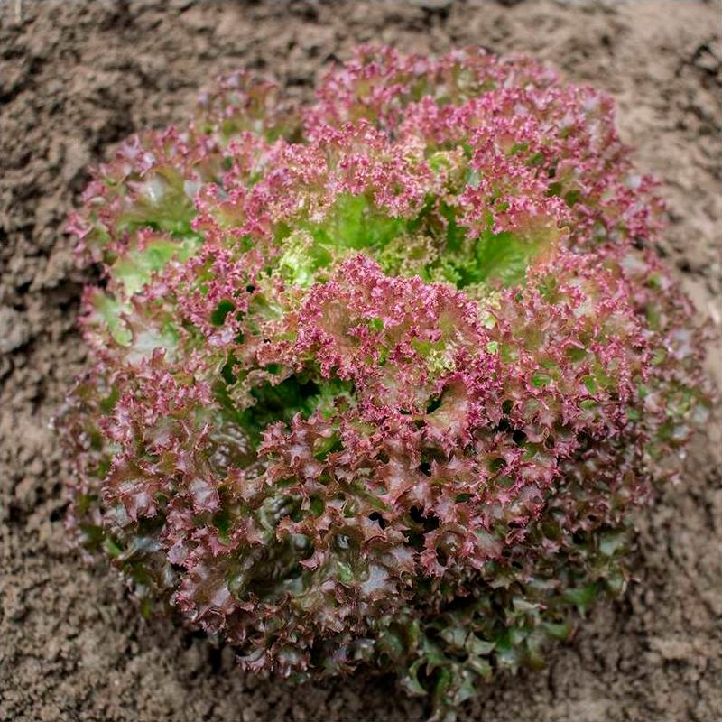Semillas Lechuga Rizada Lollo Rossa Ecológicas_0