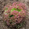 Sementes De Alface Crespa Lollo Rossa Orgânicas
