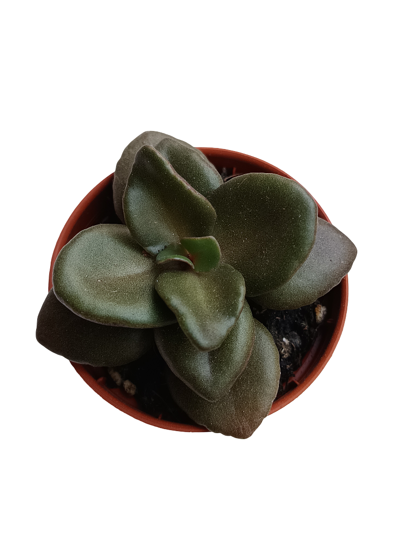 Kalanchoe Garambensis Planta Suculenta Ø5_0